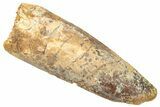 Fossil Spinosaurus Tooth - Real Dinosaur Tooth #322289-1